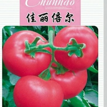 硬粉西红柿种子,越夏秋延越冬大棚栽培,粉红大果,抗病高产