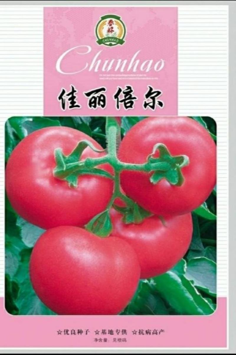 硬粉西红柿种子，越夏秋延越冬大棚栽培，粉红大果，抗病高产