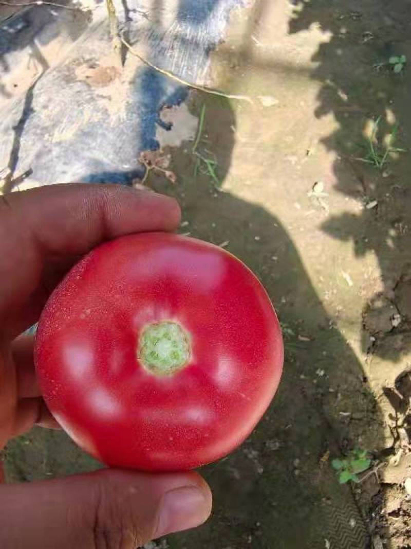硬粉西红柿种子，越夏秋延越冬大棚栽培，粉红大果，抗病高产