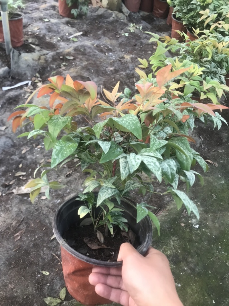 火焰南天竹，南天竹，基地各种规格火焰南天竹，品质优良