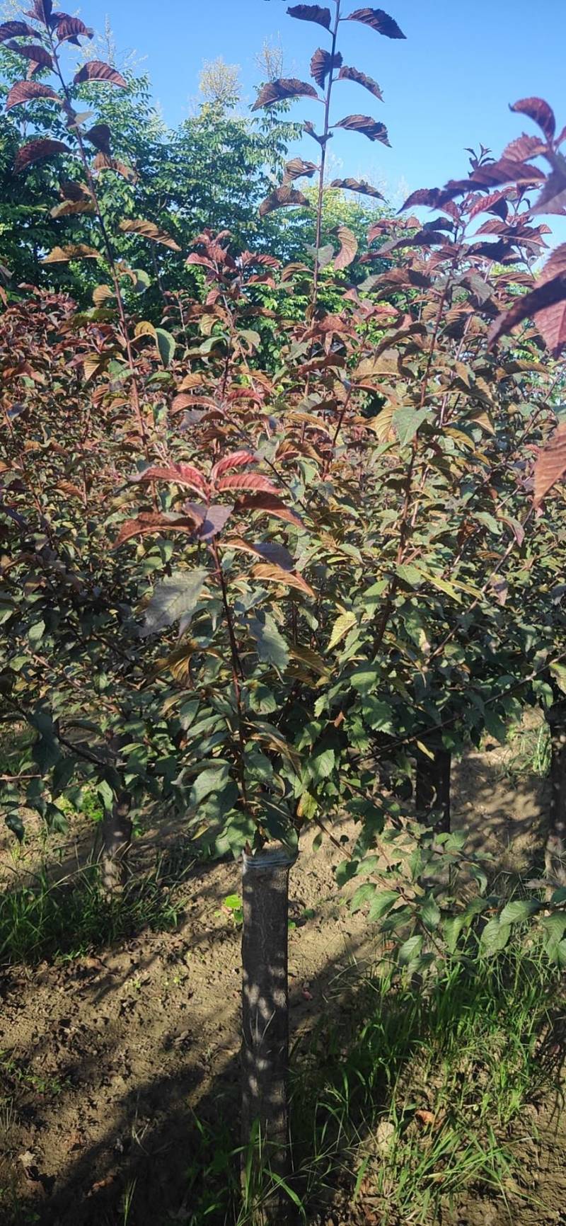 榆叶梅优质榆叶梅基地