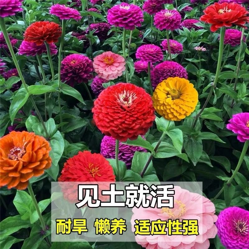 百日草种子，七彩重瓣百日菊花籽四季开花易活庭院室外花卉