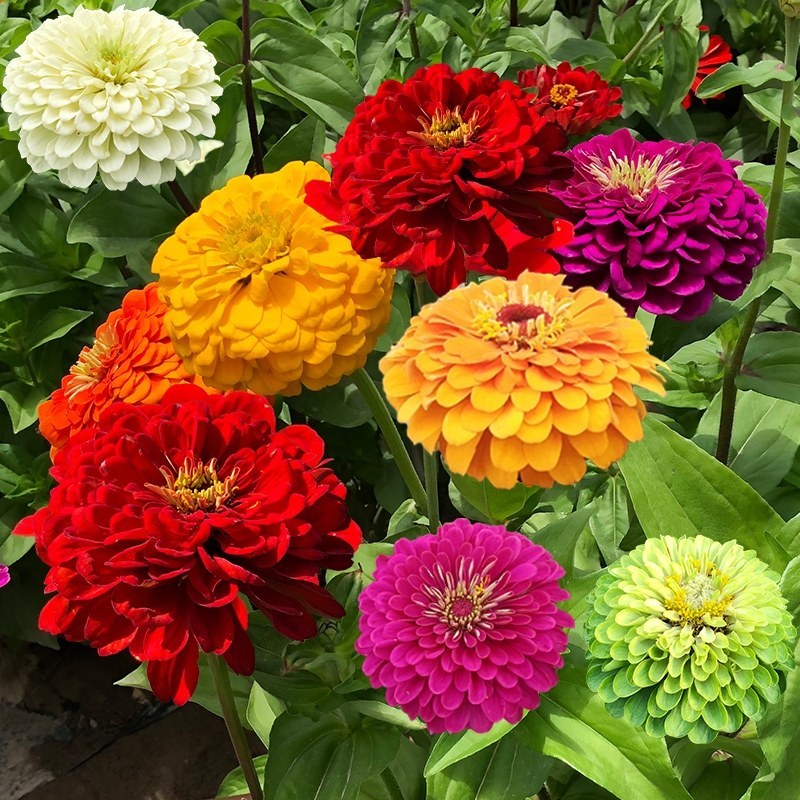 百日草种子，七彩重瓣百日菊花籽四季开花易活庭院室外花卉