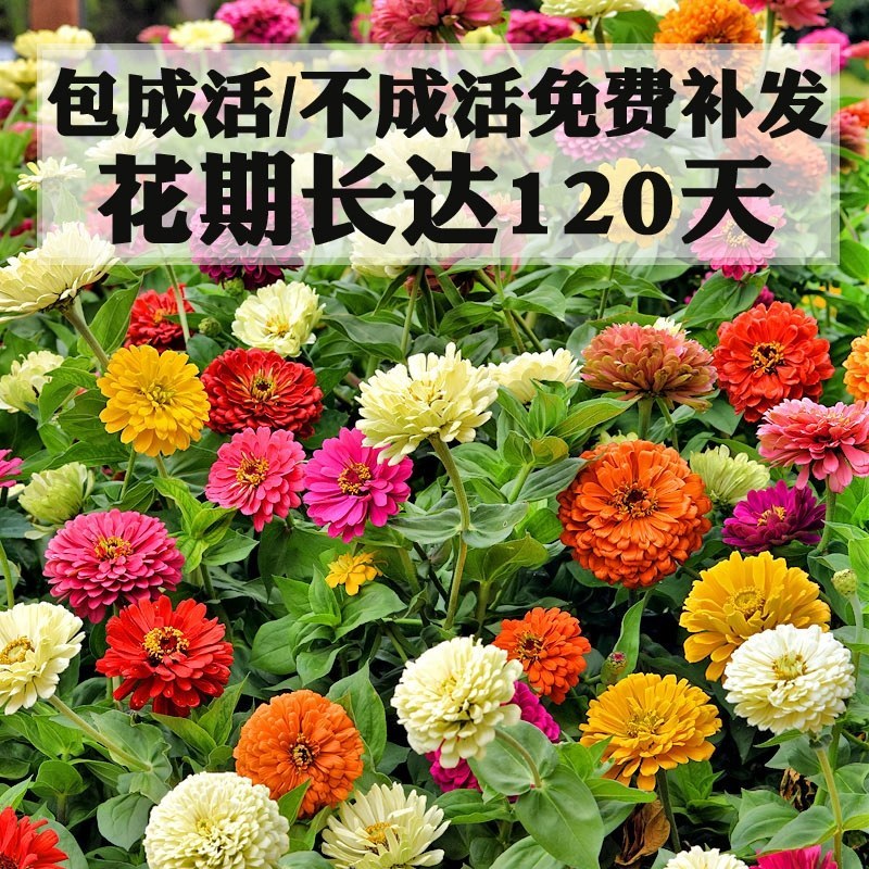 百日草种子，七彩重瓣百日菊花籽四季开花易活庭院室外花卉