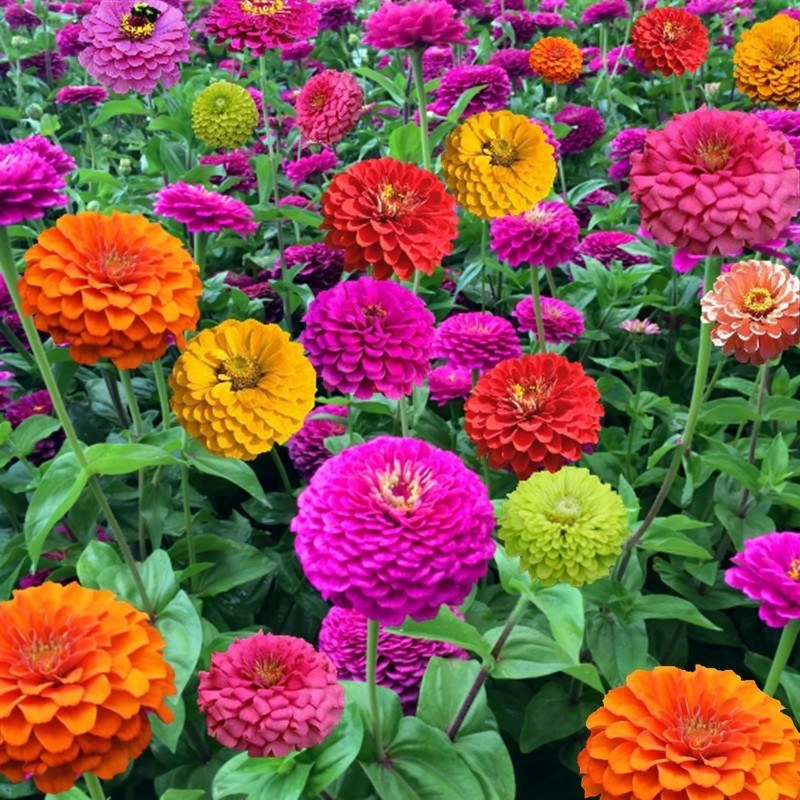 百日草种子，七彩重瓣百日菊花籽四季开花易活庭院室外花卉