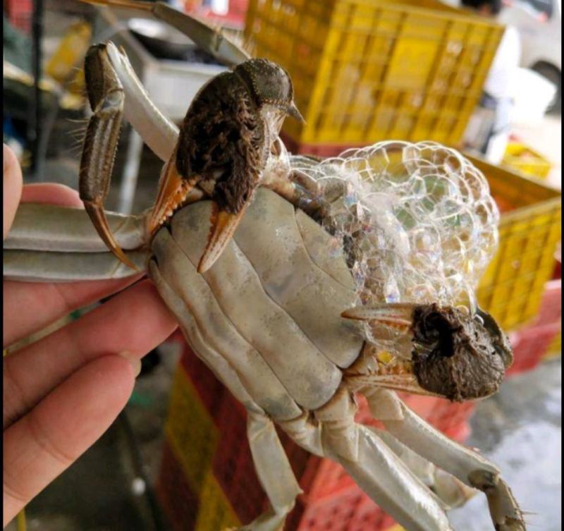 超大母蟹鲜活4.5两大闸蟹顺丰包邮螃蟹活体超大公蟹