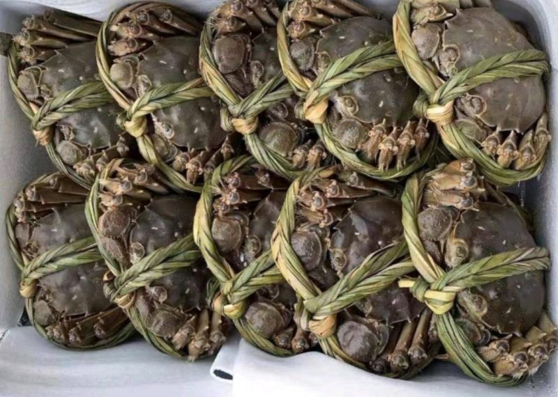 超大母蟹鲜活4.5两大闸蟹顺丰包邮螃蟹活体超大公蟹