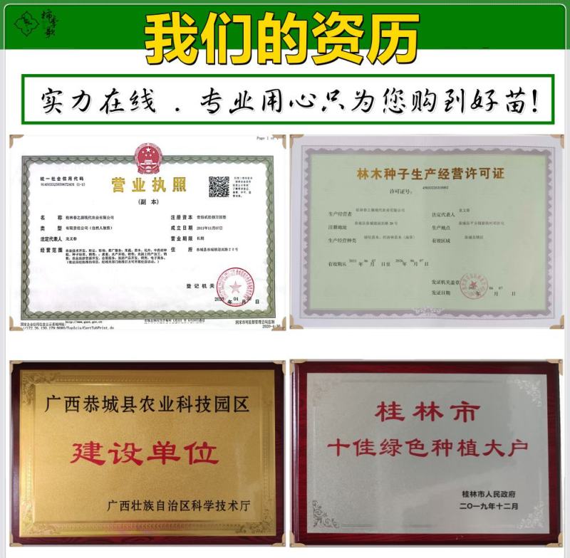 央视推荐广西太秋甜柿苗大秋甜柿苗南北可种植包邮