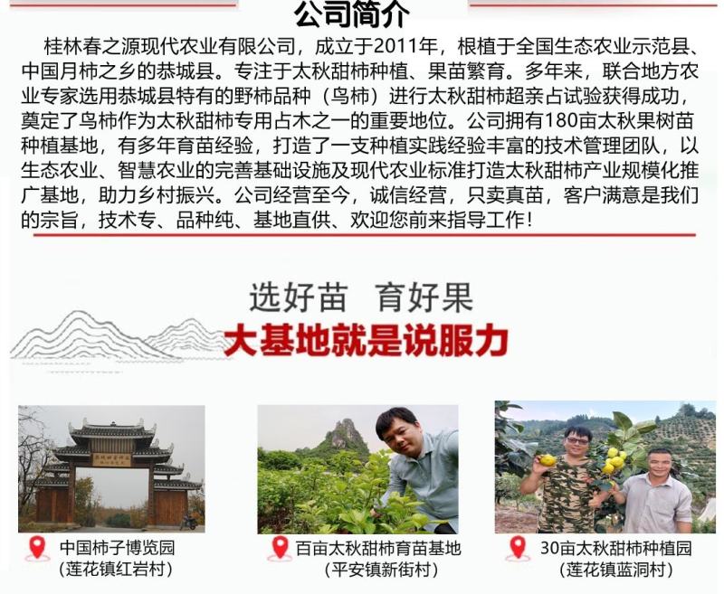 央视推荐广西太秋甜柿苗大秋甜柿苗南北可种植包邮