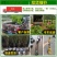 央视推荐广西太秋甜柿苗大秋甜柿苗南北可种植包邮