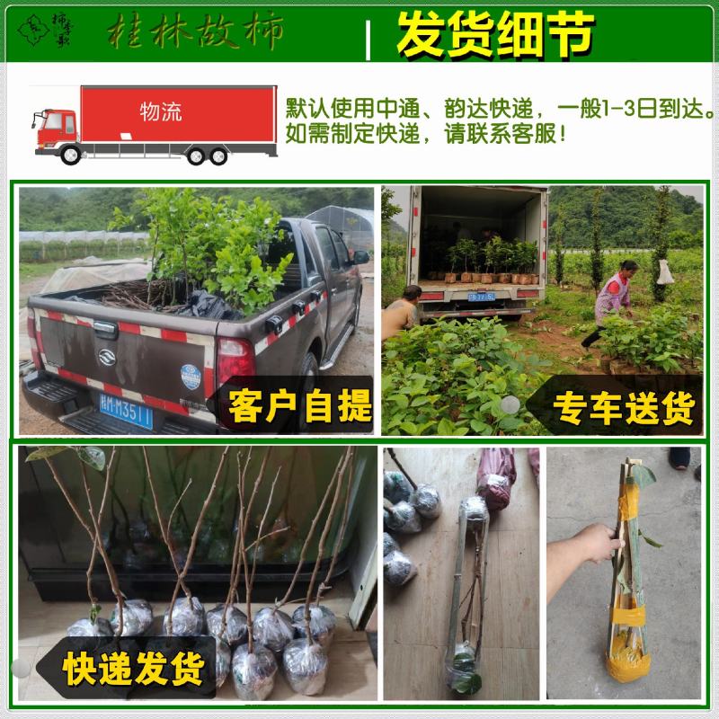 央视推荐广西太秋甜柿苗大秋甜柿苗南北可种植包邮