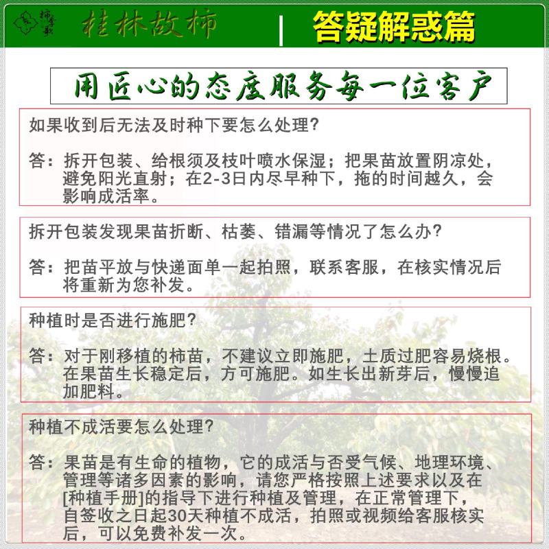 央视推荐广西太秋甜柿苗大秋甜柿苗南北可种植包邮