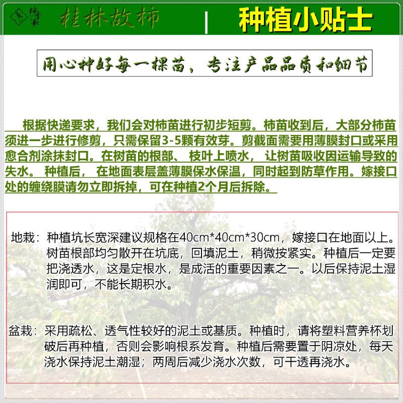央视推荐广西太秋甜柿苗大秋甜柿苗南北可种植包邮