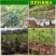 央视推荐广西太秋甜柿苗大秋甜柿苗南北可种植包邮
