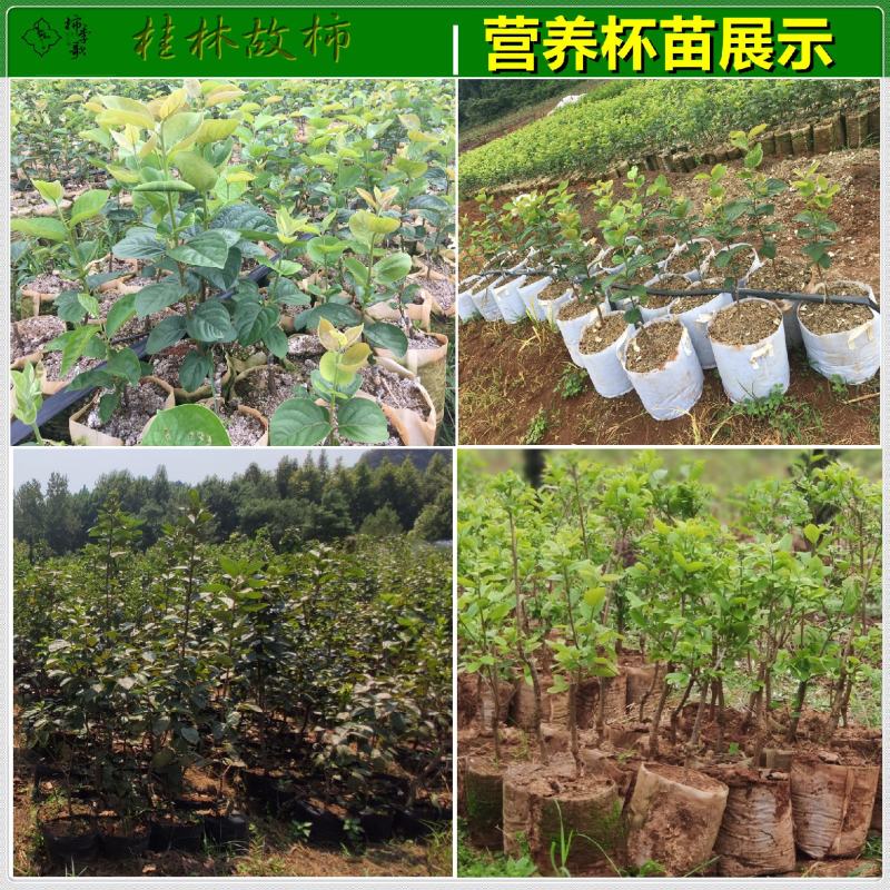 央视推荐广西太秋甜柿苗大秋甜柿苗南北可种植包邮
