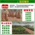 央视推荐广西太秋甜柿苗大秋甜柿苗南北可种植包邮