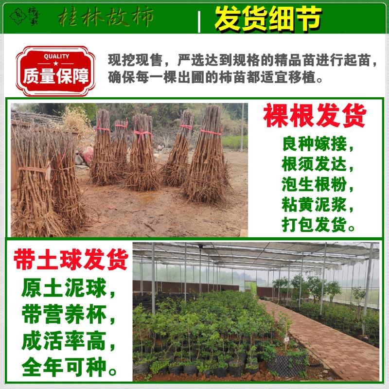 央视推荐广西太秋甜柿苗大秋甜柿苗南北可种植包邮
