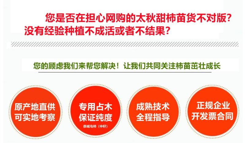 央视推荐广西太秋甜柿苗大秋甜柿苗南北可种植包邮