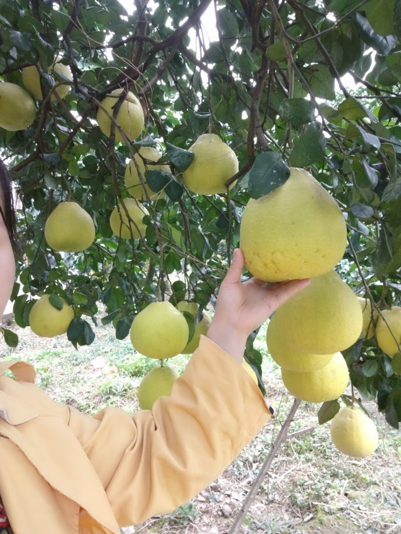 高山老树！正宗江永老树香柚，纯农家肥种植。农户一手货源