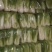 精品北京三号白菜