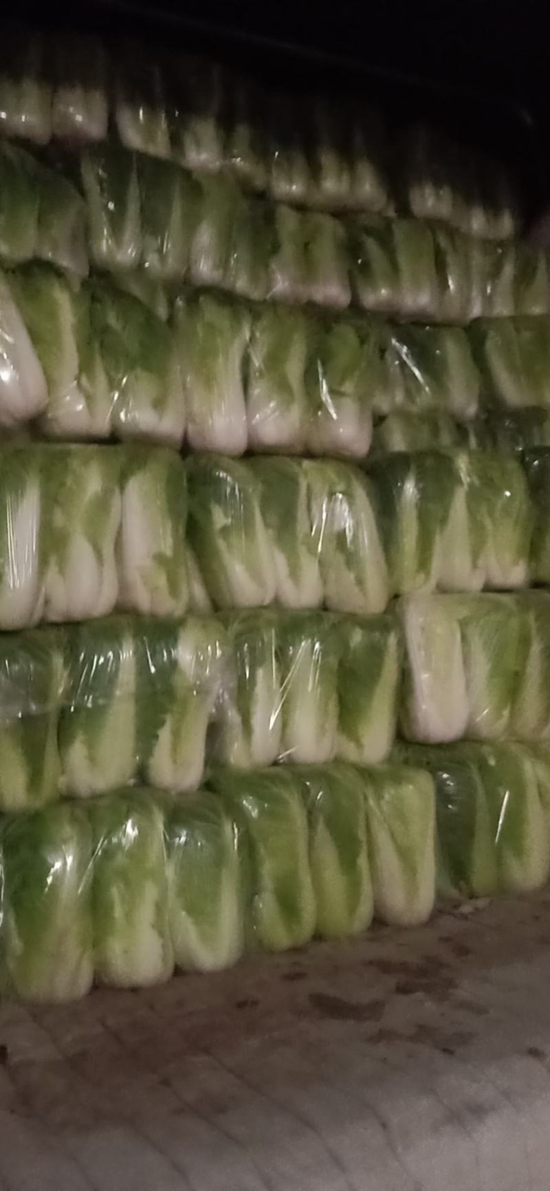 精品北京三号白菜