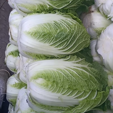 精品北京三号白菜
