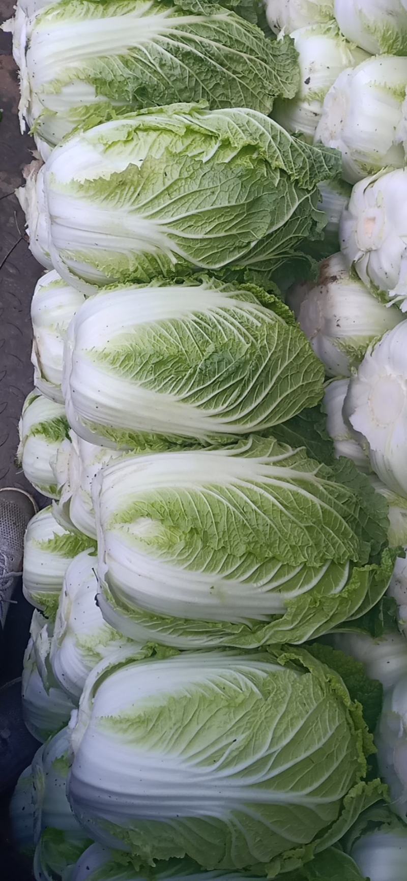 精品北京三号白菜