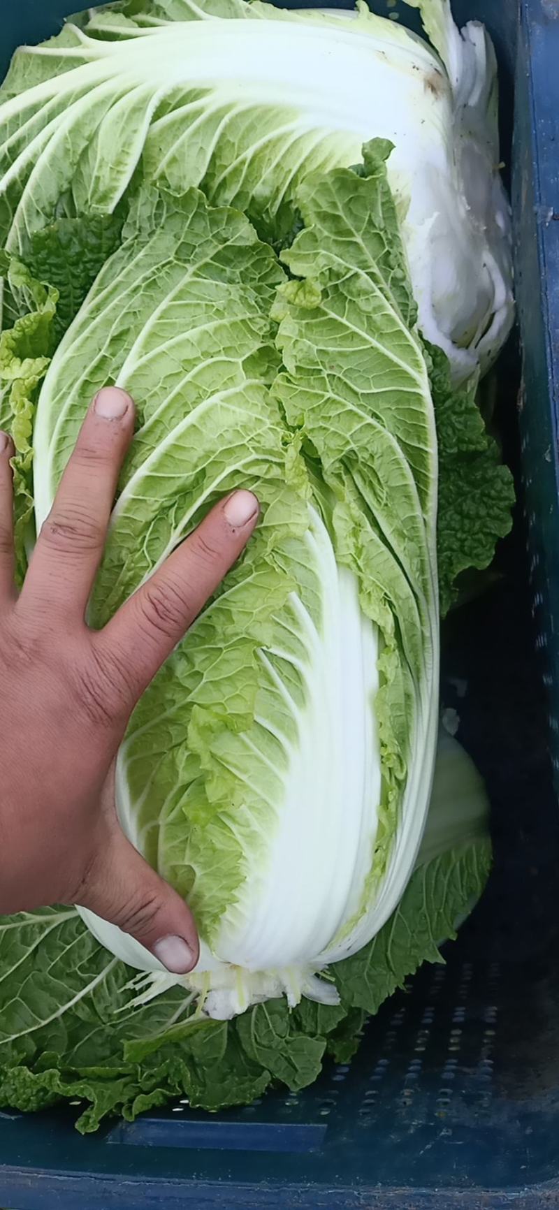 精品北京三号白菜