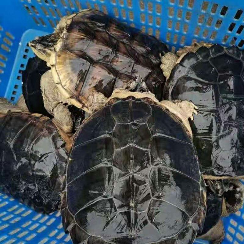 北美鳄龟食用鳄龟鳄鱼龟