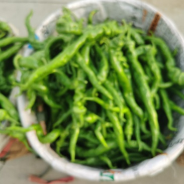 西昌螺丝椒