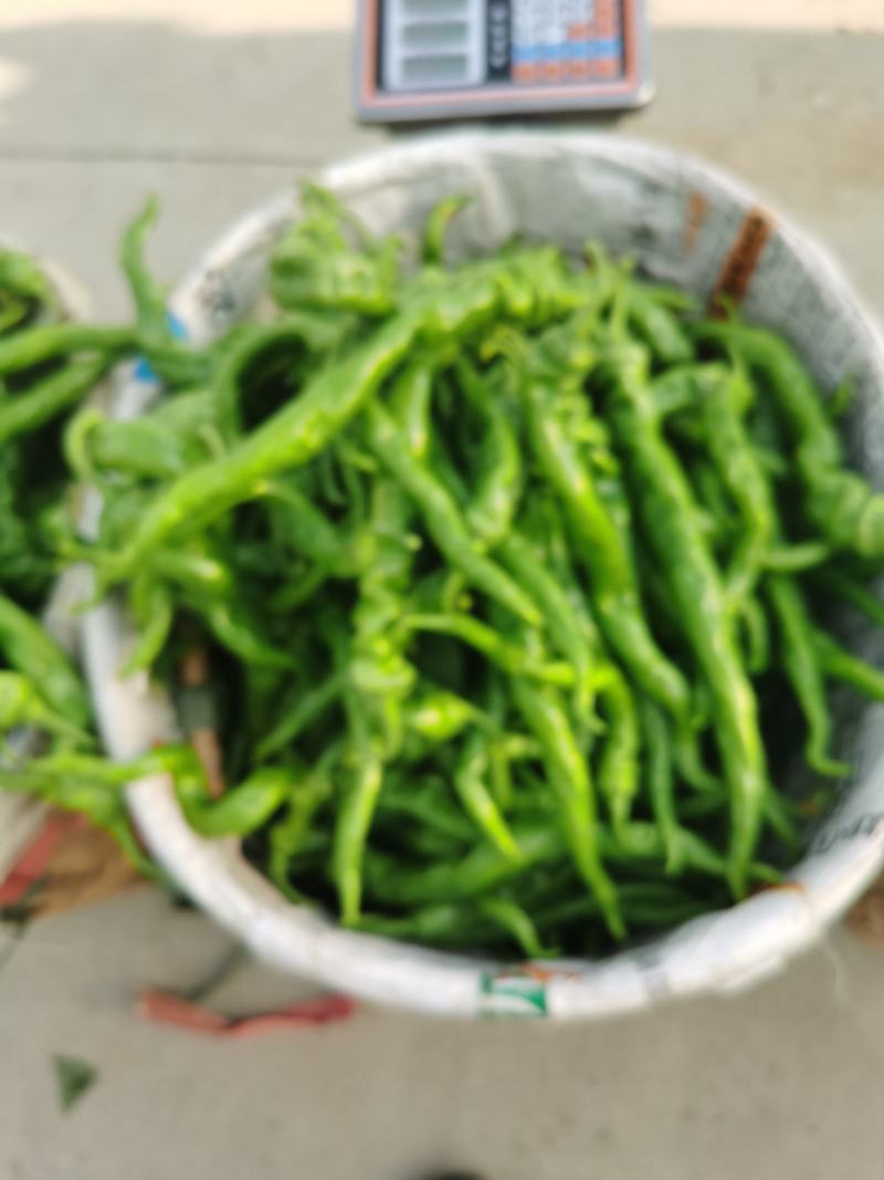 西昌螺丝椒