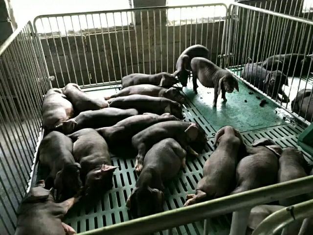太湖母猪与一群健康活泼的仔猪在养殖场中,展现其良好的繁殖能力和母性 太湖母猪与仔猪群体