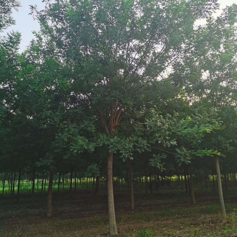 10公分白蜡12公分白蜡绿化产地直发15公分白蜡16公分