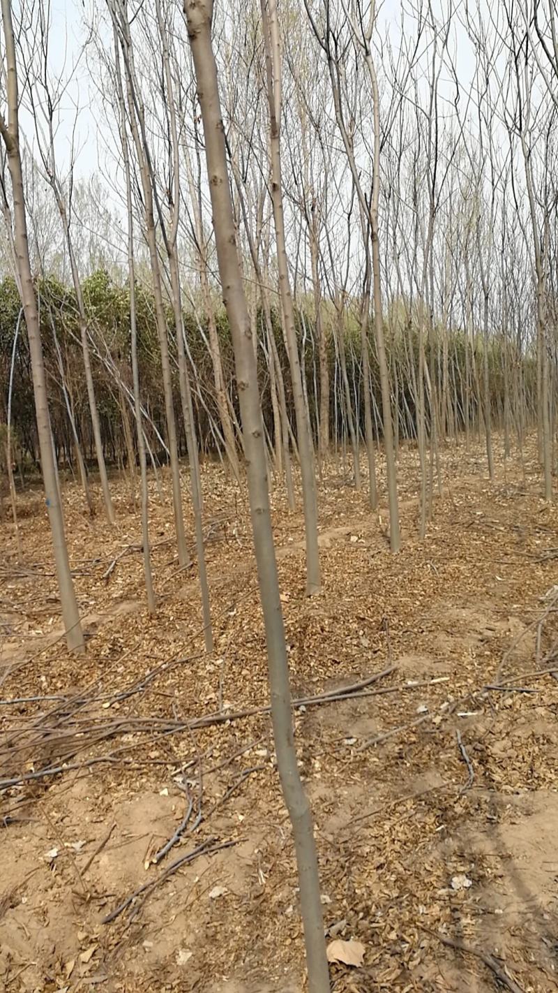 10公分白蜡12公分白蜡绿化产地直发15公分白蜡16公分