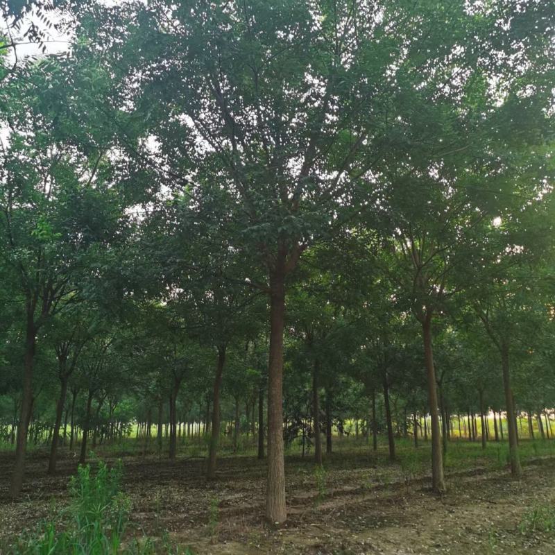 10公分白蜡12公分白蜡绿化产地直发15公分白蜡16公分