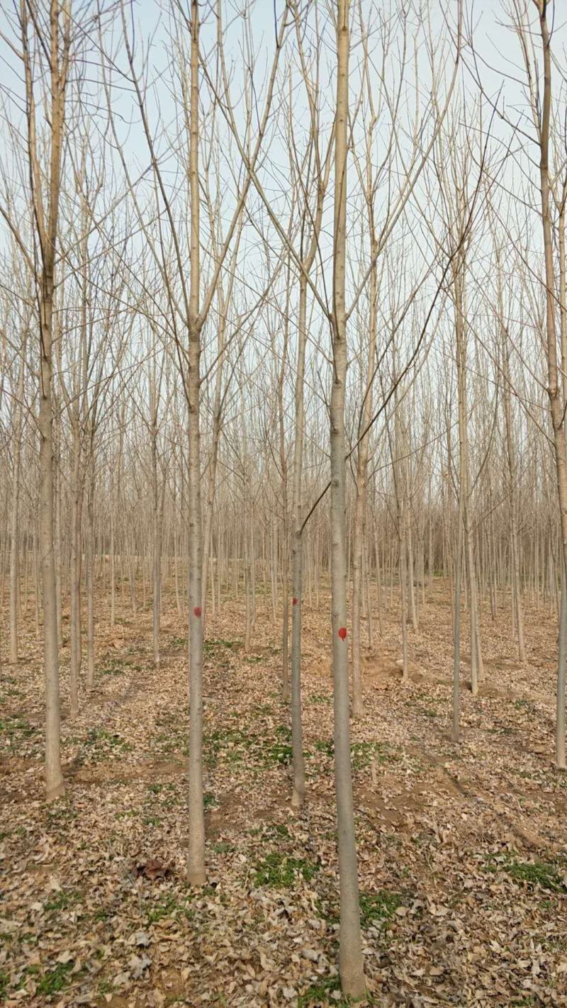 10公分白蜡12公分白蜡绿化产地直发15公分白蜡16公分