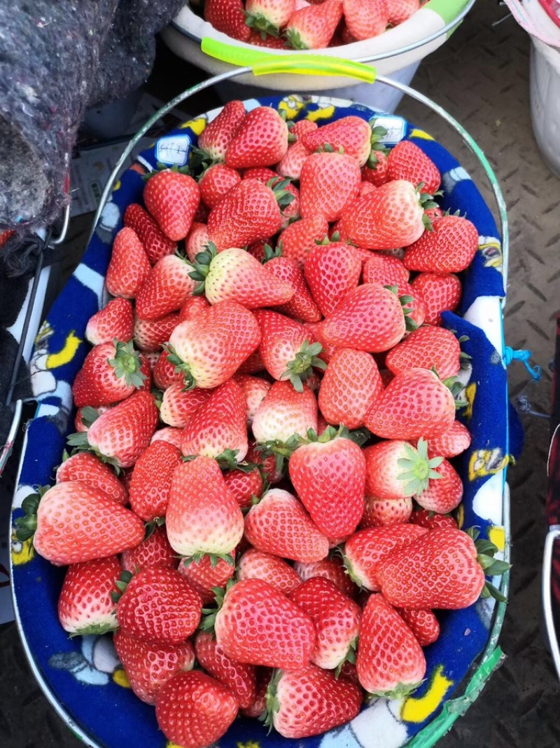 【牛商优选】妙香草莓徐州草莓大量上市对接全国市场