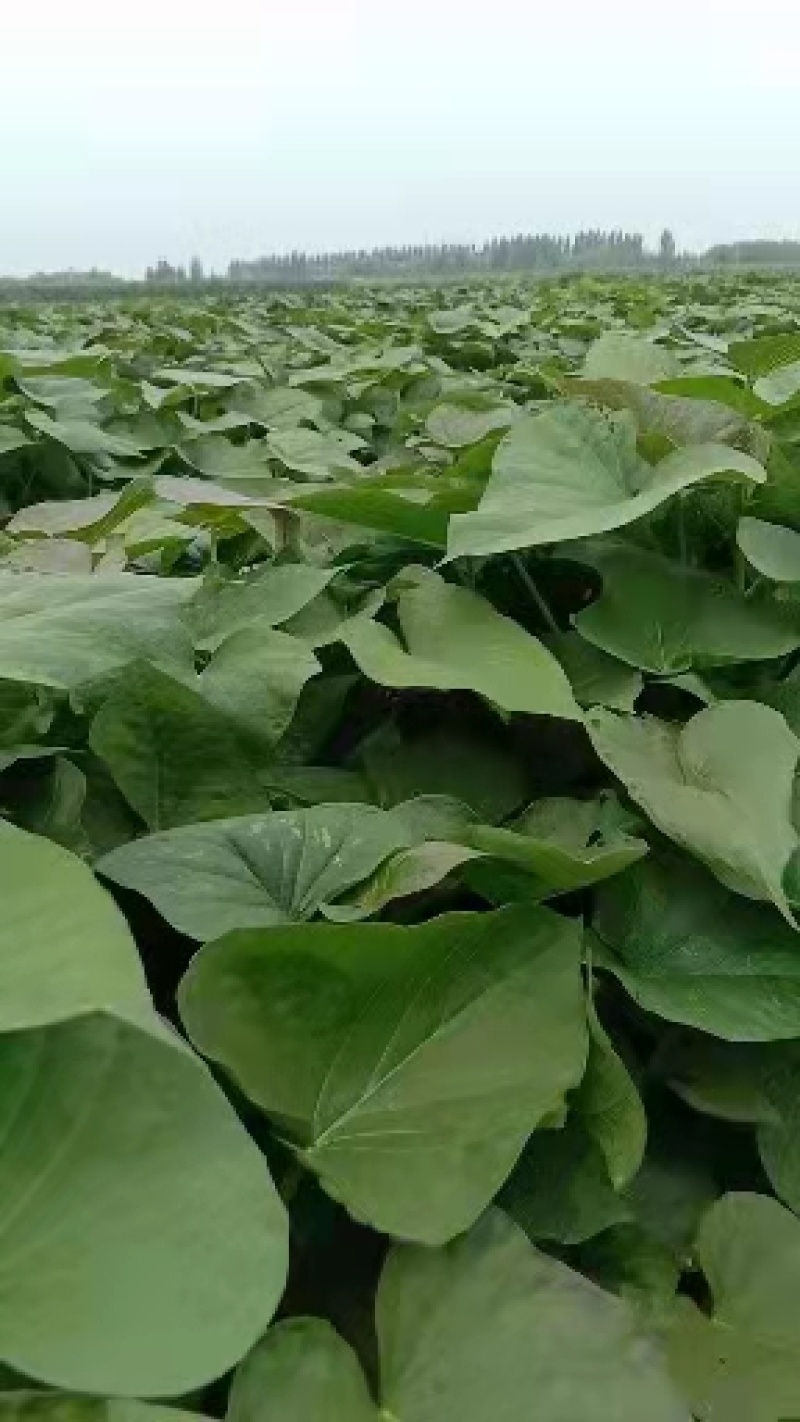 纯沙地红薯大量上市，商薯19.济薯26.西瓜红等。