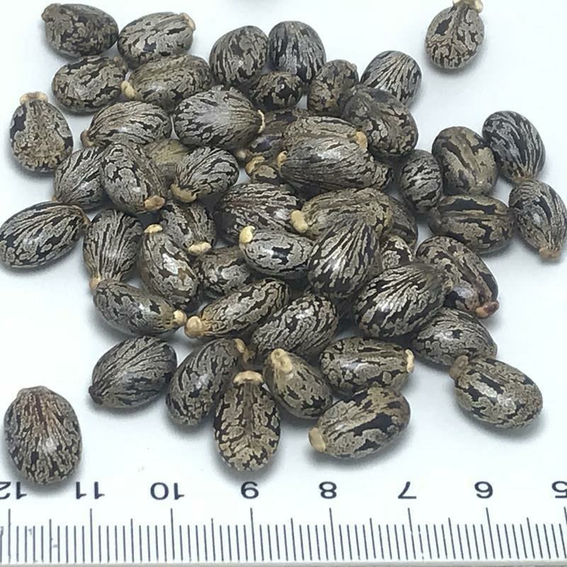 蓖麻子干货中药材颗粒均匀量大从优