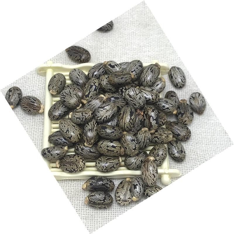 蓖麻子干货中药材颗粒均匀量大从优