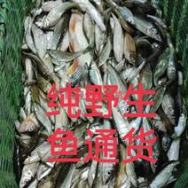 石斑鱼，当天抓的当天发货，保证质量，尽快发货