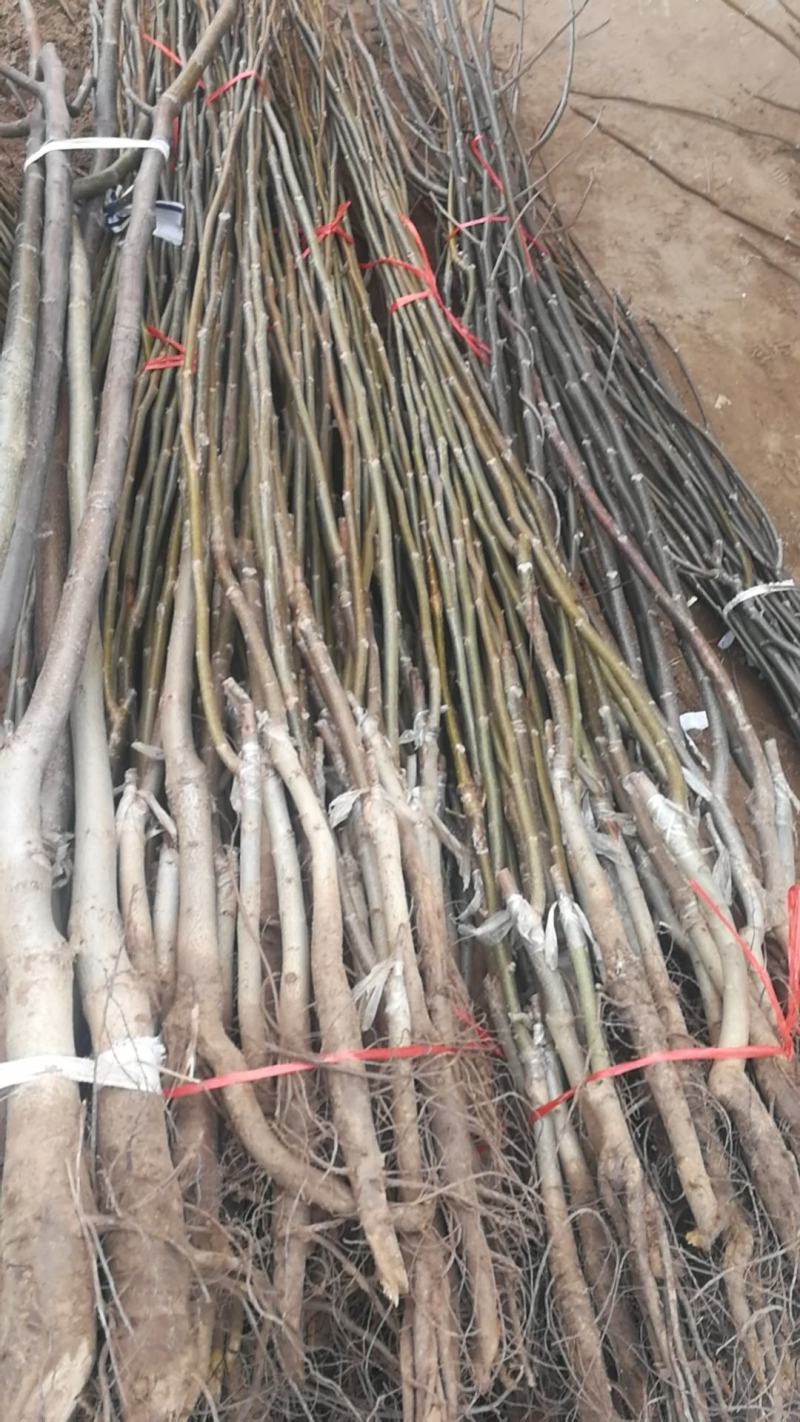 薄皮核桃苗香玲嫁接核桃苗清香8518品质保证