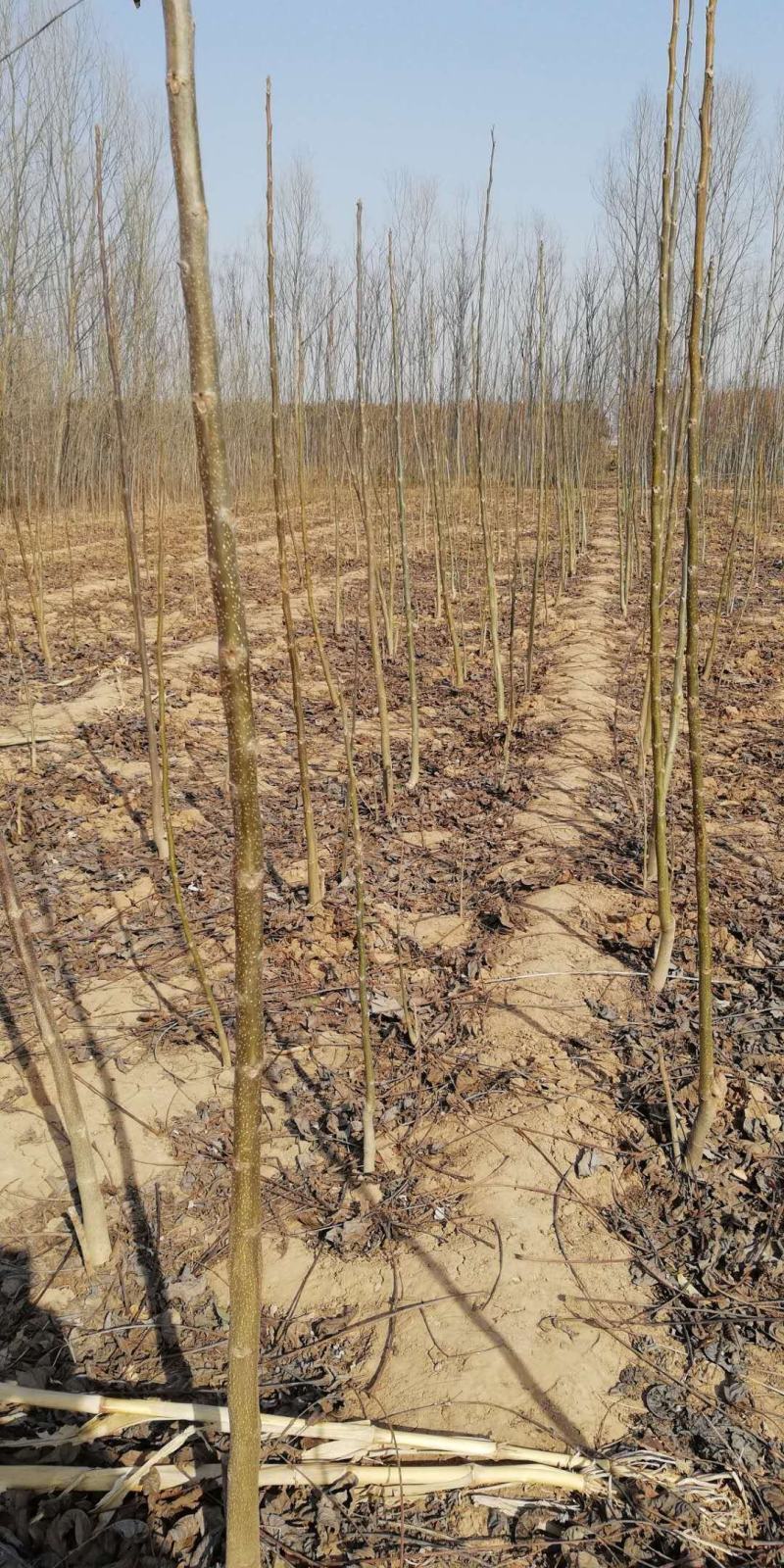 薄皮核桃苗香玲嫁接核桃苗清香8518品质保证