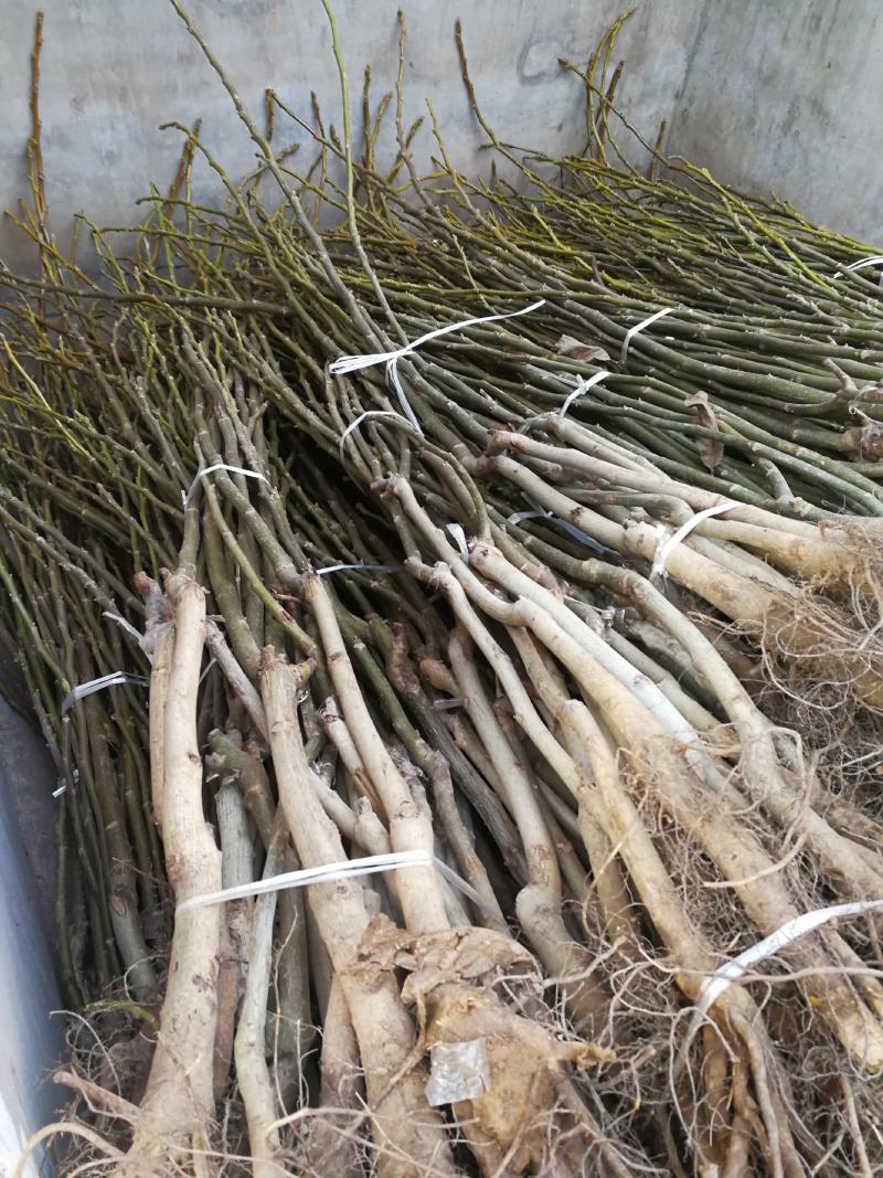 薄皮核桃苗香玲嫁接核桃苗清香8518品质保证