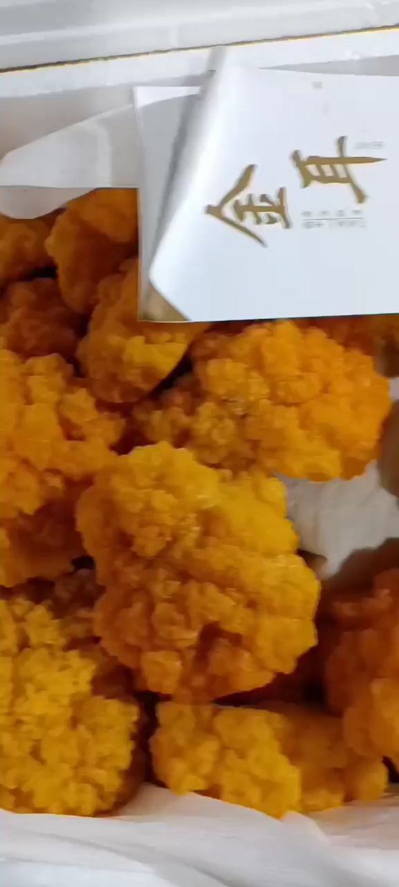 金耳菌