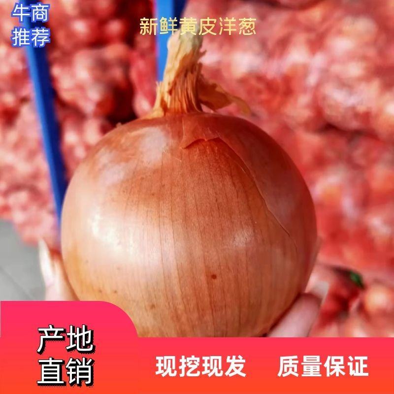 黄皮洋葱，个头均匀，80以上，质优价廉，诚信经营