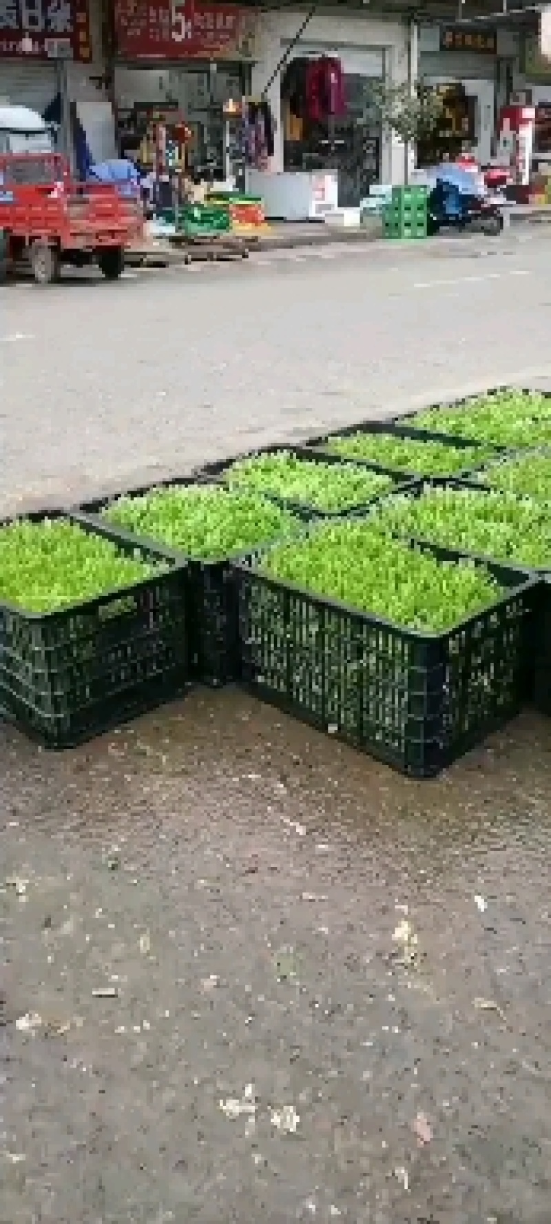 豌豆苗