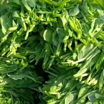 豌豆苗