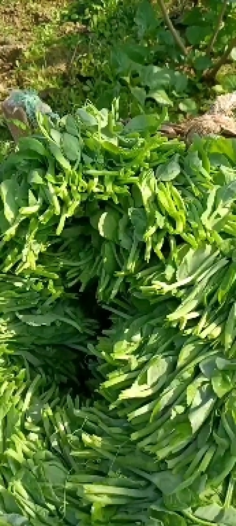 豌豆苗
