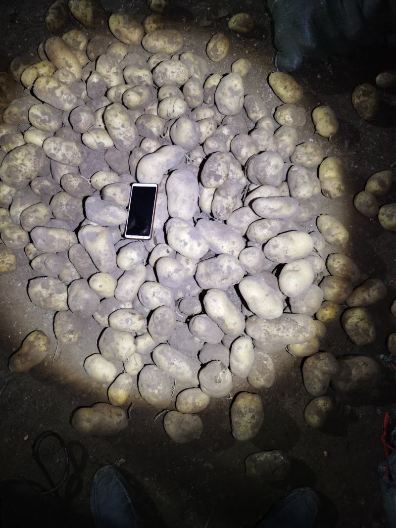 白皮白心个头大，薯型好，颜色好，226土豆